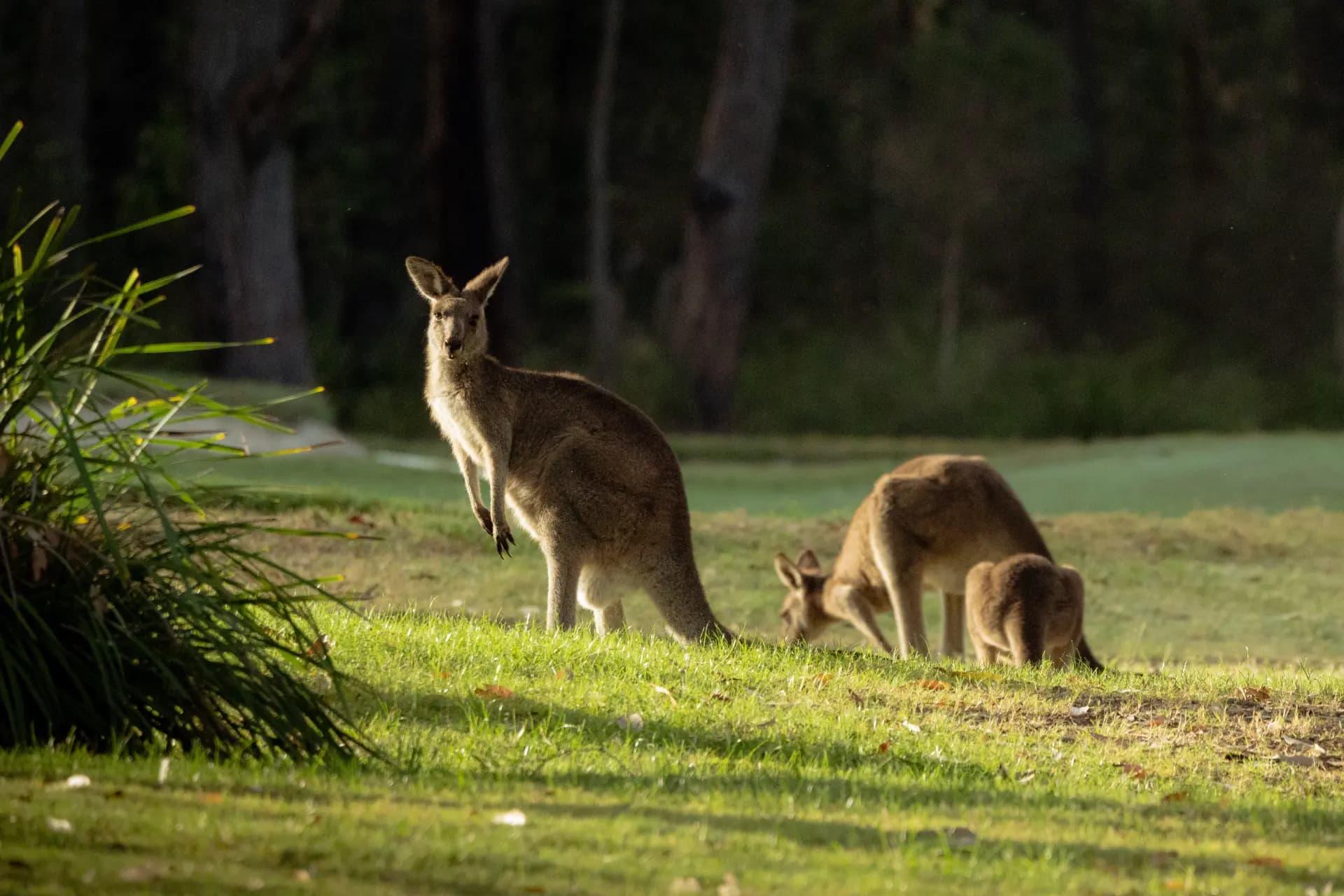 Kangaroos grazing beside the fairway