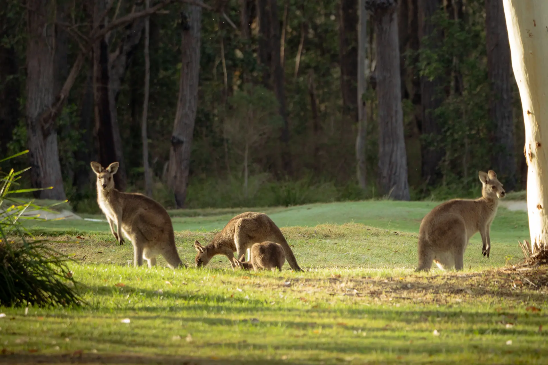 Kangaroos grazing beside the course